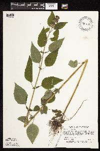 Blephilia hirsuta image
