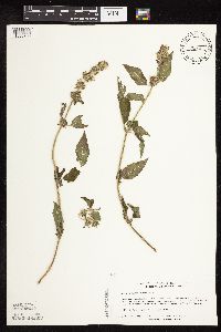 Blephilia hirsuta image