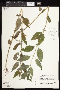 Blephilia hirsuta image