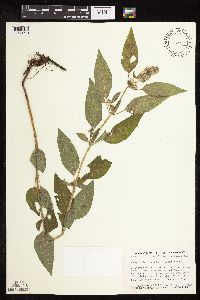 Blephilia hirsuta image