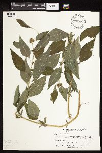 Blephilia hirsuta image