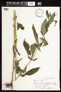 Blephilia hirsuta image