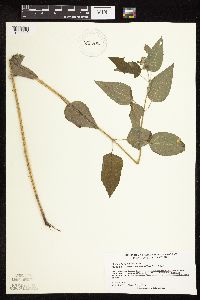 Blephilia hirsuta image