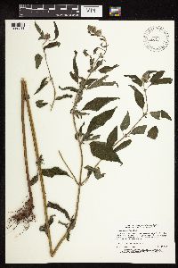 Blephilia hirsuta image
