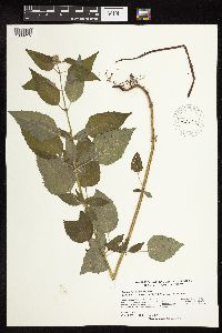 Blephilia hirsuta image