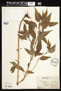 Blephilia hirsuta image