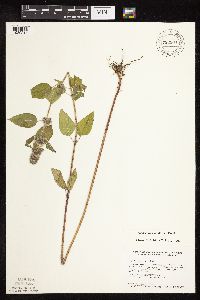 Blephilia hirsuta image