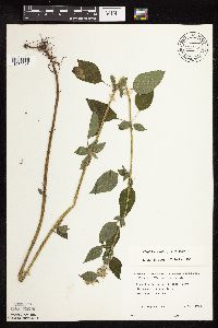 Blephilia hirsuta image
