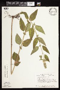 Blephilia hirsuta image