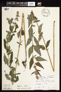 Blephilia hirsuta image
