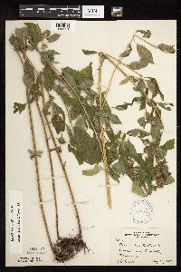 Blephilia hirsuta image