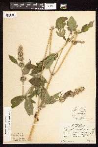 Blephilia hirsuta image