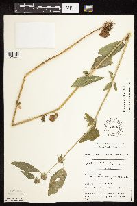 Blephilia hirsuta image