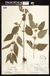 Blephilia hirsuta image
