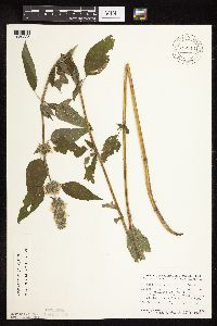 Blephilia hirsuta image