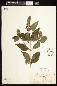 Blephilia hirsuta image