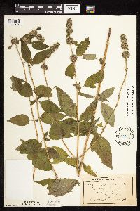 Blephilia hirsuta image