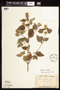 Blephilia hirsuta image