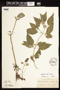 Blephilia hirsuta image