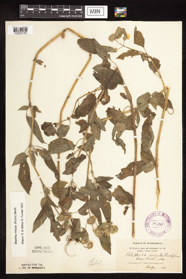 Blephilia hirsuta image