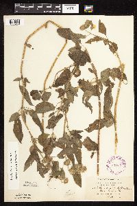 Image Associated With the Occurrence