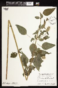 Blephilia hirsuta image