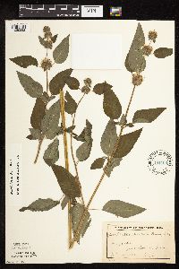 Blephilia hirsuta image