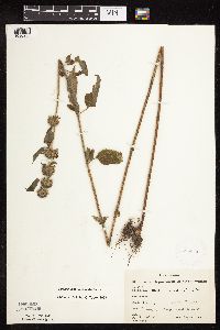 Blephilia hirsuta image