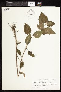 Blephilia hirsuta image