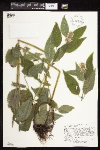 Blephilia hirsuta image