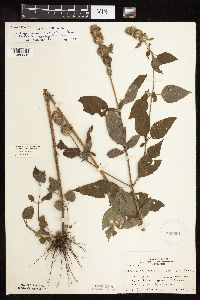 Blephilia hirsuta image