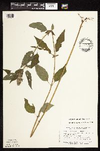 Image Associated With the Occurrence