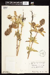 Dracocephalum parviflorum image