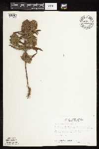 Dracocephalum parviflorum image