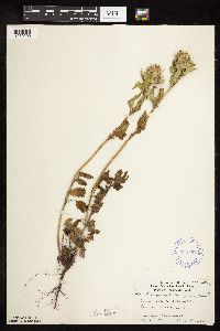 Dracocephalum parviflorum image