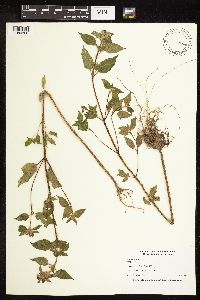 Galeopsis tetrahit image