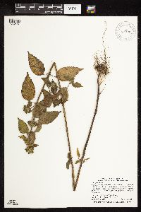 Galeopsis tetrahit image