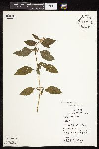 Galeopsis tetrahit image