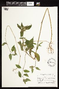 Galeopsis tetrahit image