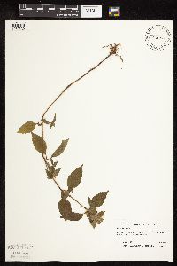 Galeopsis tetrahit image