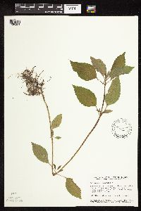 Galeopsis tetrahit image