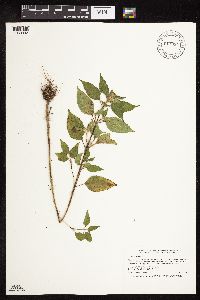 Galeopsis tetrahit image