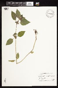 Galeopsis tetrahit image