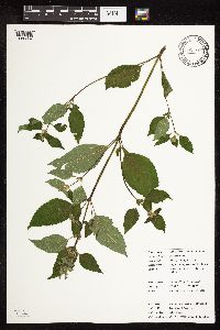 Galeopsis tetrahit image