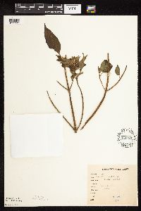 Galeopsis tetrahit image