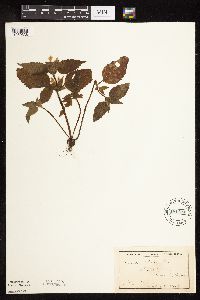 Galeopsis tetrahit image