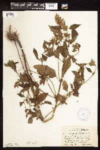 Galeopsis tetrahit image