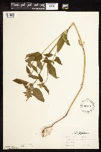 Galeopsis tetrahit image