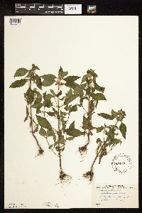 Galeopsis tetrahit image