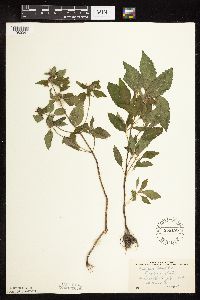 Galeopsis tetrahit image